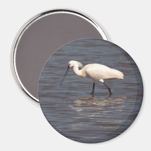 Eurasian Spoonbill Magnet (Vorderseite/Rückseite)