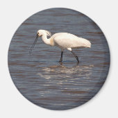 Eurasian Spoonbill Magnet (Vorne)