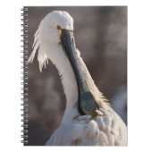 Eurasian Spoonbill Notizblock (Vorderseite)