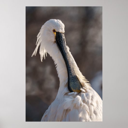 Eurasian Spoonbill Poster (Vorne)