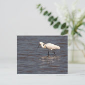 Eurasian Spoonbill Postkarte (Stehend Vorderseite)