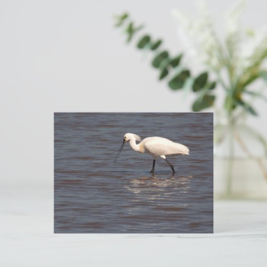 Eurasian Spoonbill Postkarte (Stehend Vorderseite)