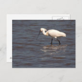 Eurasian Spoonbill Postkarte (Vorne/Hinten)