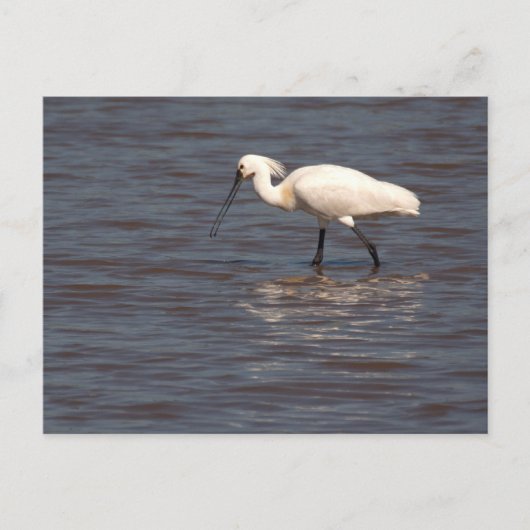 Eurasian Spoonbill Postkarte (Vorderseite)