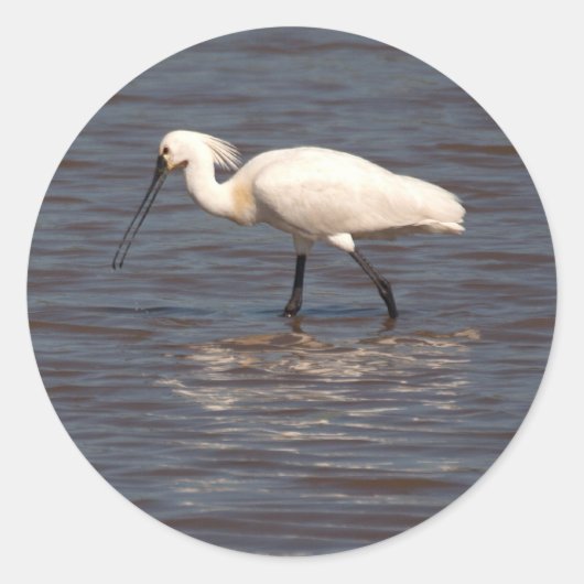Eurasian Spoonbill Runder Aufkleber (Vorderseite)
