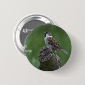 Eurasian Tree Sparrow Button (Vorne & Hinten)
