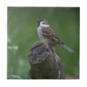 Eurasian Tree Sparrow Fliese (Vorderseite)