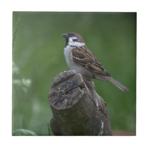 Eurasian Tree Sparrow Fliese