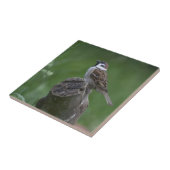 Eurasian Tree Sparrow Fliese (Seite)