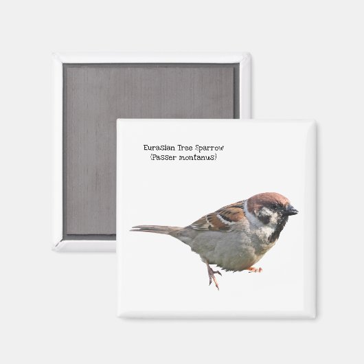 Eurasian Tree Sparrow Magnet (Vorderseite/Rückseite)