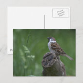 Eurasian Tree Sparrow Postkarte (Vorne/Hinten)