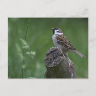 Eurasian Tree Sparrow Postkarte