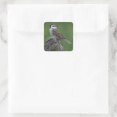 Eurasian Tree Sparrow Quadratischer Aufkleber (Tasche)