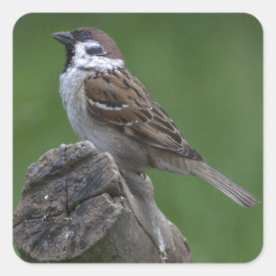 Eurasian Tree Sparrow Quadratischer Aufkleber