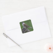 Eurasian Tree Sparrow Quadratischer Aufkleber (Umschlag)