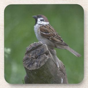 Eurasian Tree Sparrow Untersetzer