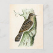 Eurasian Wryneck Postkarte (Vorderseite)