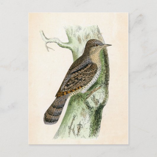 Eurasian Wryneck Postkarte (Vorderseite)