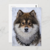 Eurasier, Hundegrusskarte Postkarte (Vorne/Hinten)