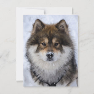 Eurasier, Hundegrusskarte Postkarte