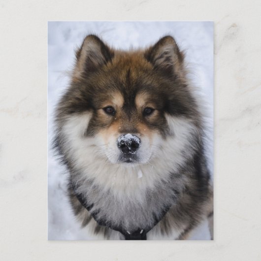 Eurasier, Hundegrusskarte Postkarte (Vorderseite)
