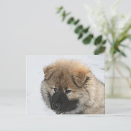 Eurasier Puppy Postkarte (Stehend Vorderseite)