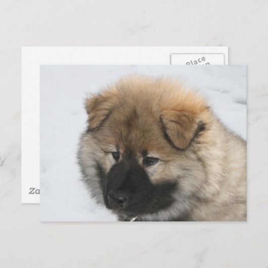 Eurasier Puppy Postkarte (Vorne/Hinten)