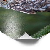 Eurasische Eagle Owl Print Fotodruck (Ecke)