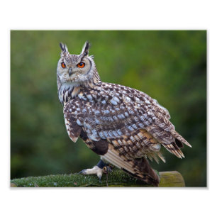 Eurasische Eagle Owl Print Fotodruck