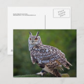 Eurasische Eule Owl Postkarte (Vorne/Hinten)