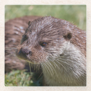 Eurasische Otter-Erholung im Sonnenschein Glasuntersetzer