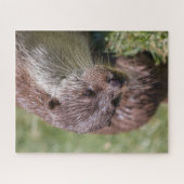 Eurasische Otter-Erholung im Sonnenschein Puzzle (Horizontal)