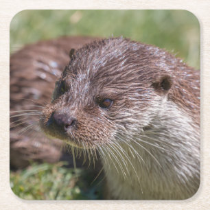 Eurasische Otter-Erholung im Sonnenschein Rechteckiger Pappuntersetzer