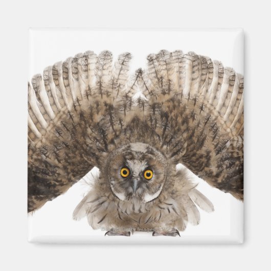Eurasische Scops-owl - Otus scops (2 Monate alt) Magnet (Vorne)