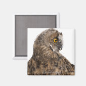 Eurasische Scops-owl - Otus scops (2 Monate alt) Magnet (Vorderseite/Rückseite)