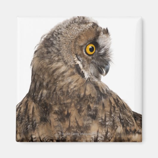 Eurasische Scops-owl - Otus scops (2 Monate alt) Magnet (Vorne)