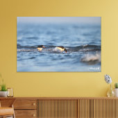 Eurasischer Austernfänger Leinwanddruck (Insitu (Wohnzimmer))