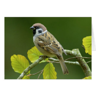 Eurasischer Baum-Sparrow im Herbst