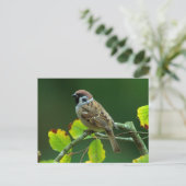 Eurasischer Baum-Sparrow im Herbst Postkarte (Stehend Vorderseite)