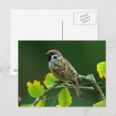 Eurasischer Baum-Sparrow im Herbst Postkarte (Vorne/Hinten)