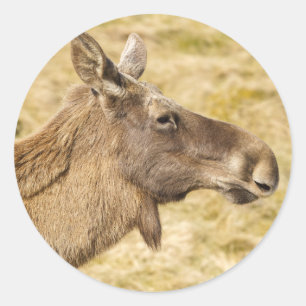 Eurasischer Elch Runder Aufkleber