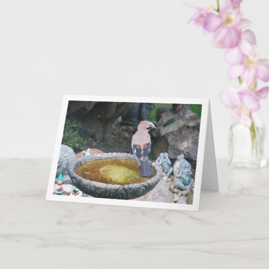 Eurasischer Jay-Bird auf dem Vogelbad Karte (Orchidee)