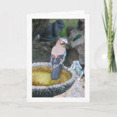 Eurasischer Jay Bird auf dem Vogelbath-Portrait Karte (Vorderseite)