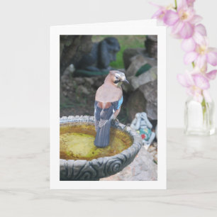Eurasischer Jay Bird auf dem Vogelbath-Portrait Karte