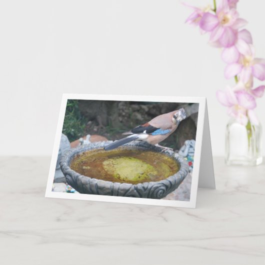 Eurasischer Jay-Vogel im Vogelbad Karte (Orchidee)