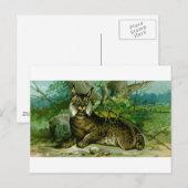 Eurasischer Luchs Postkarte (Vorne/Hinten)