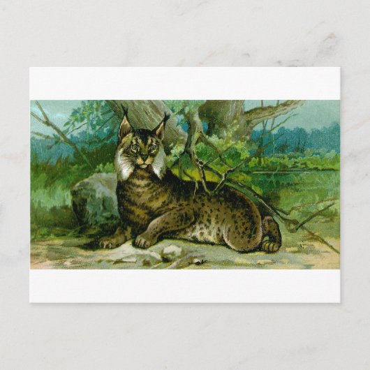 Eurasischer Luchs Postkarte (Vorderseite)