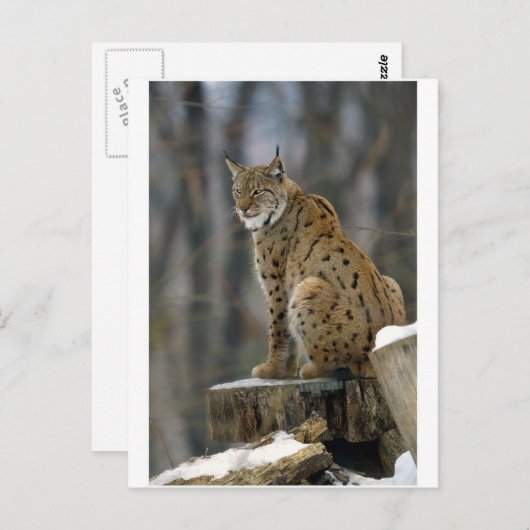 Eurasischer Lynx (Lynx lynx) 3 Postkarte (Vorne/Hinten)