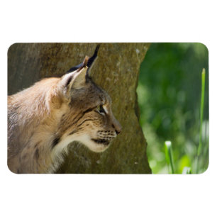 Eurasischer Lynx Magnet