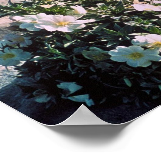 Eureka Abend Primrose Poster (Ecke)